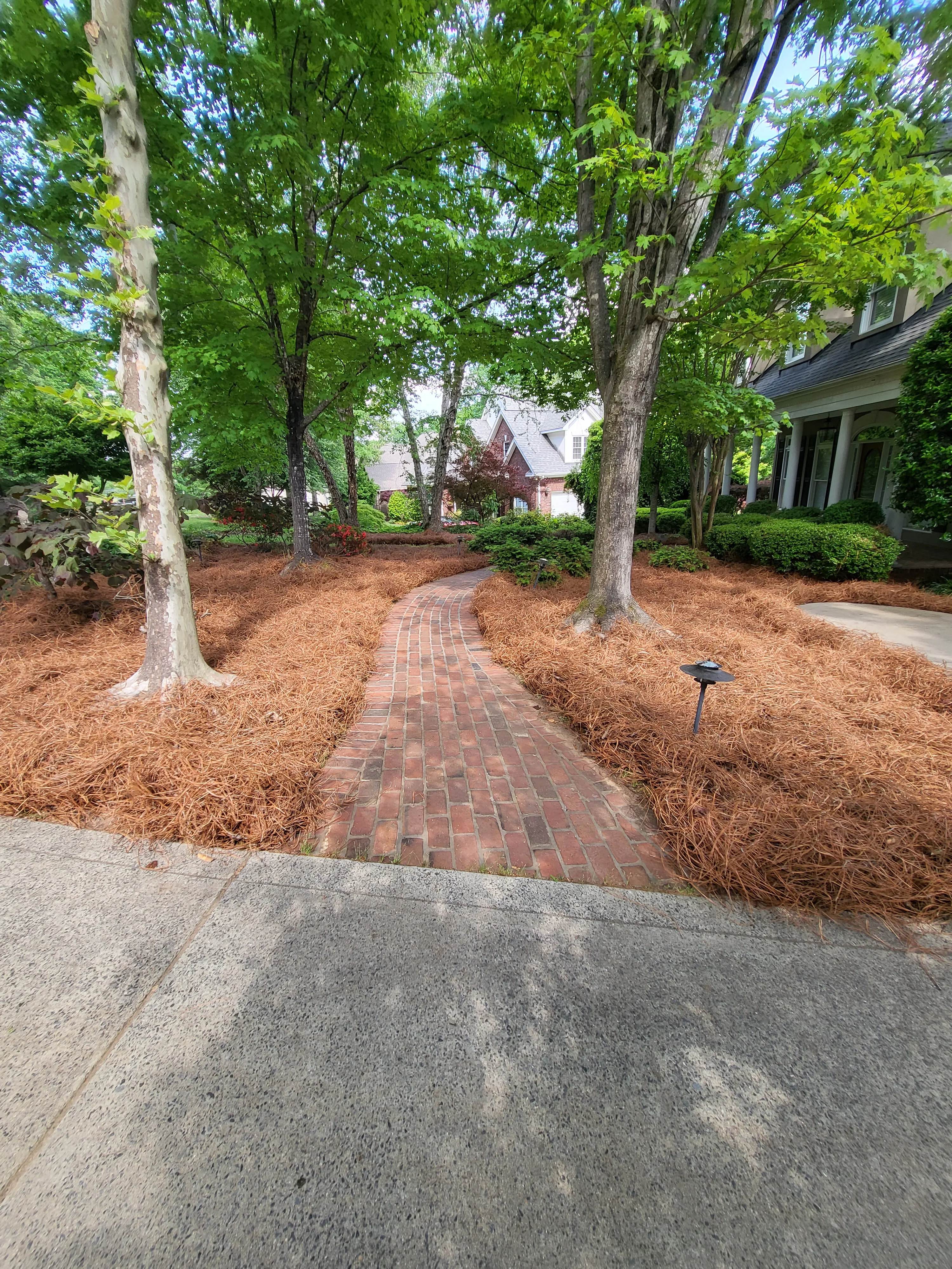 Freshly applied pine needles around garden plants.